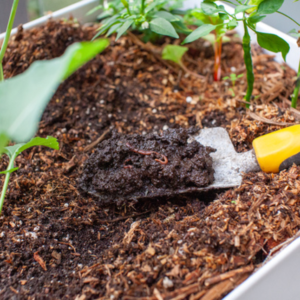 vermicompost1