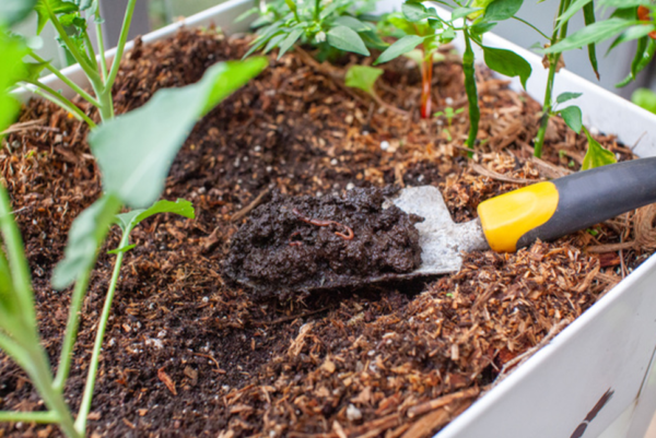 vermicompost1